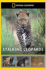 Watch National Geographic: Stalking Leopards Zumvo