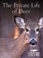 Watch The Private Life of Deer Zumvo