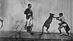 Watch The Boxing Kangaroo (Short 1896) Zumvo