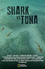 Watch Shark vs Tuna Zumvo