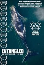 Watch Entangled: The Race to Save Right Whales from Extinction Zumvo