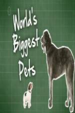 Watch World's Biggest Pets Zumvo