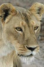 Watch Last Lioness: National Geographic Zumvo