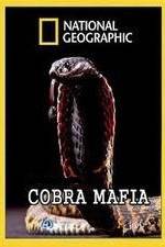 Watch National Geographic Cobra Mafia Zumvo