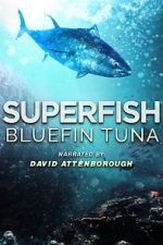 Watch Superfish Bluefin Tuna Zumvo