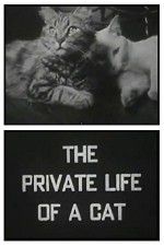 Watch The Private Life of a Cat Zumvo