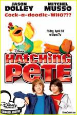 Watch Hatching Pete Zumvo