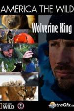 Watch National Geographic Wild America the Wild Wolverine King Zumvo