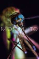 Watch Mosquito Zumvo