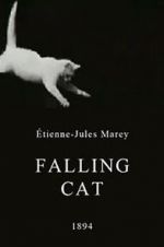 Watch Falling Cat Zumvo