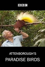 Watch Attenborough's Paradise Birds Zumvo