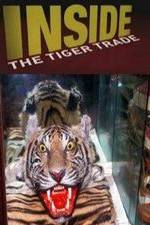 Watch Inside: The Tiger Trade Zumvo