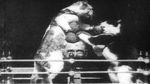 Watch The Boxing Cats (Prof. Welton\'s) Zumvo
