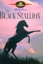 Watch The Black Stallion Zumvo