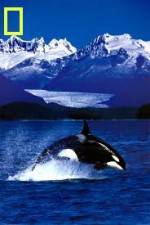 Watch National Geographic Killer Whales Of The Fjord Zumvo