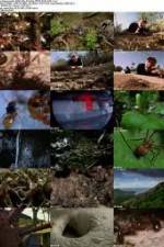 Watch National Geographic Wild - City Of Ants Zumvo