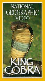 Watch King Cobra Zumvo