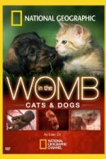 Watch National Geographic In The Womb  Cats Zumvo