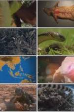 Watch National Geographic Wild : Deadliest Animals Asia Pacific Zumvo