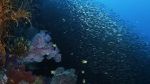 Watch Wild Window: Bejeweled Fishes Zumvo