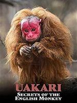 Watch Uakari: Secrets of the English Monkey Zumvo