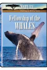 Watch Fellowship Of The Whales Zumvo