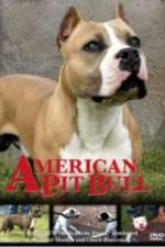 Watch American Pit Bull Zumvo