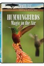 Watch Hummingbirds Magic in the Air Zumvo