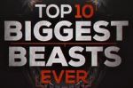 Watch Top 10 Biggest Beasts Ever Zumvo