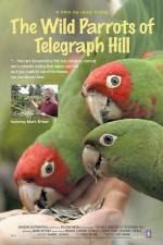 Watch The Wild Parrots of Telegraph Hill Zumvo