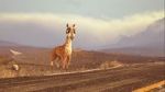 Watch Caminandes: Llama Drama (Short 2014) Zumvo