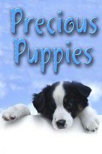 Watch Precious Puppies Zumvo