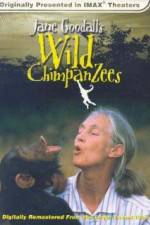 Watch Jane Goodall's Wild Chimpanzees Zumvo