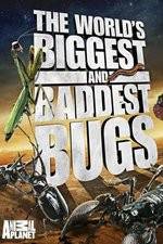 Watch Worlds Biggest and Baddest Bugs Zumvo