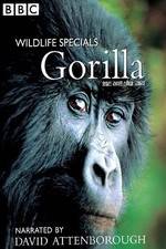 Watch Gorilla Revisited with David Attenborough Zumvo