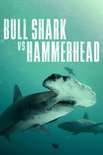 Watch Bull Shark vs Hammerhead Zumvo