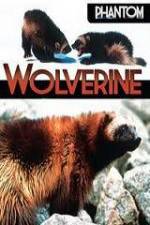 Watch National Geographic  Phantom Wolverine Zumvo
