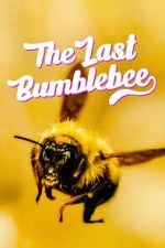 Watch The Last Bumblebee Zumvo