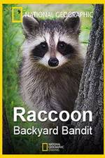 Watch Raccoon: Backyard Bandit Zumvo