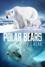 Watch Polar Bears Ice Bear Zumvo