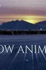 Watch Snow Animals Zumvo