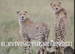 Watch Surviving the Serengeti Zumvo
