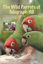 Watch The Wild Parrots of Telegraph Hill Zumvo