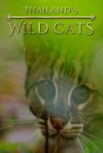 Watch Thailand's Wild Cats Zumvo