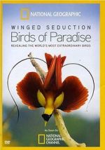 Watch Winged Seduction: Birds of Paradise Zumvo