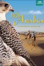 Watch Wild Arabia Zumvo