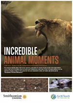 Watch Incredible Animal Moments Zumvo