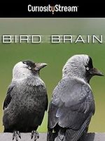 Watch Bird Brain Zumvo