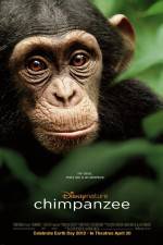 Watch Chimpanzee Zumvo