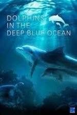 Watch Dolphins in the Deep Blue Ocean Zumvo